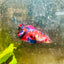 Plakat Red Koi Galaxy Female Betta #200