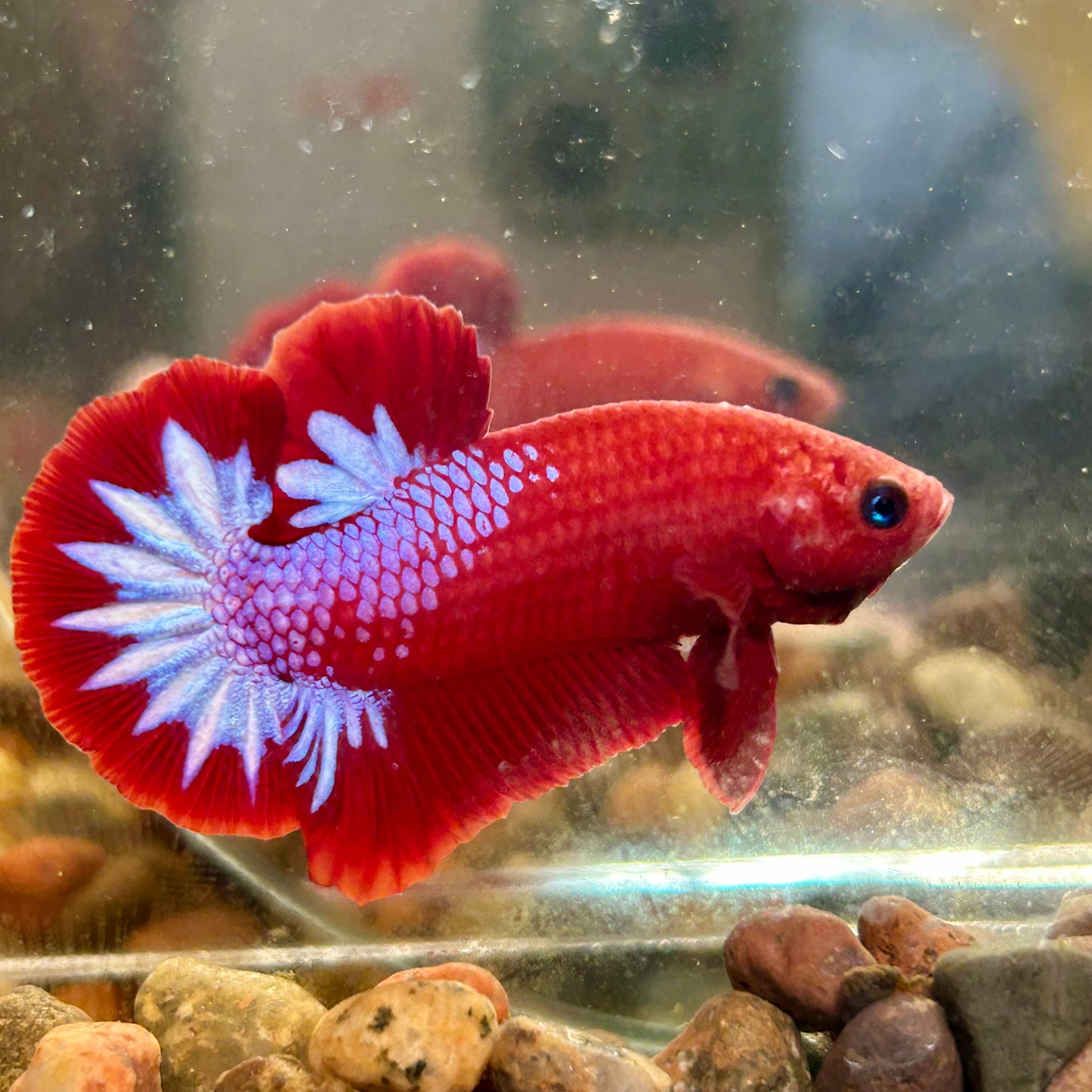 Red Fancy Hellboy Plakat - Male Betta 069