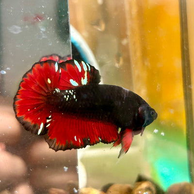 Avarta Vampire Plakat - Male Betta 083