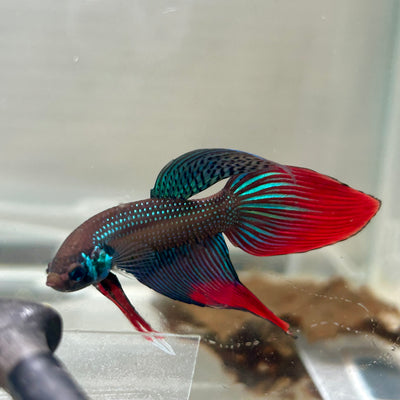 Wild Imbellis Green Veil Tail - Male Betta 100