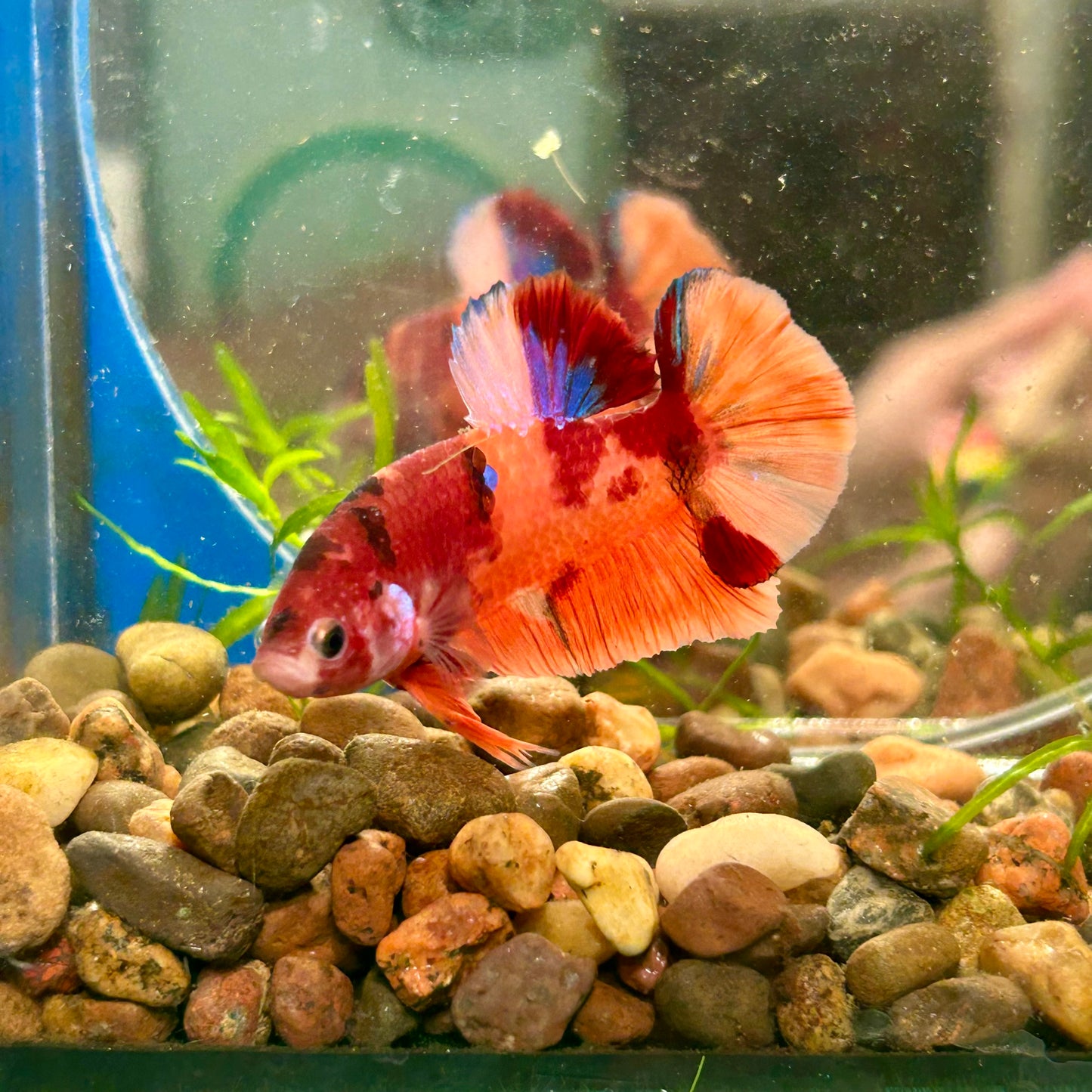 Orange Nemo Kpi Plakat - Male Betta 106