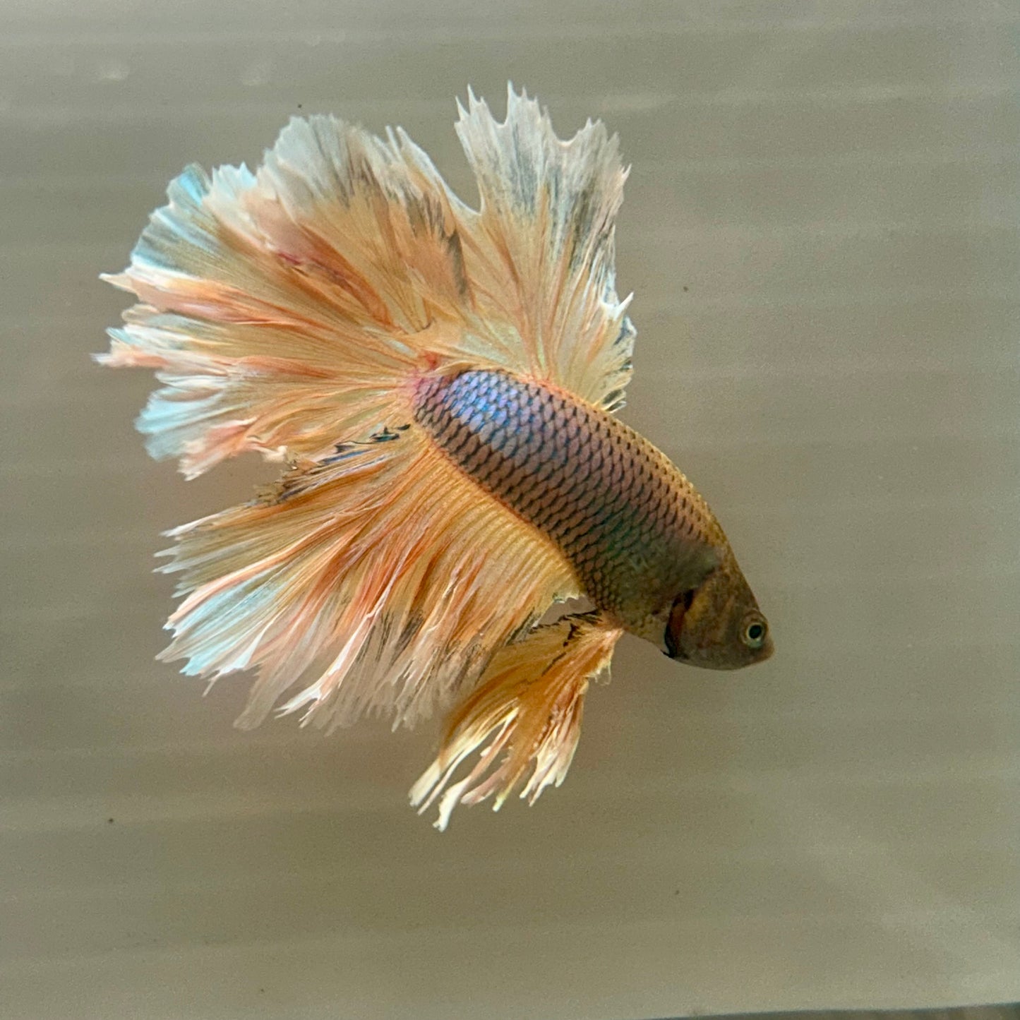 Yellow Pineapple Feather Tail- Male Betta 070