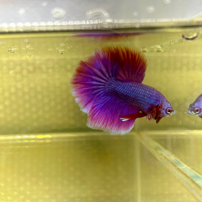 Purple Pink Halfmoon - Male Betta 075