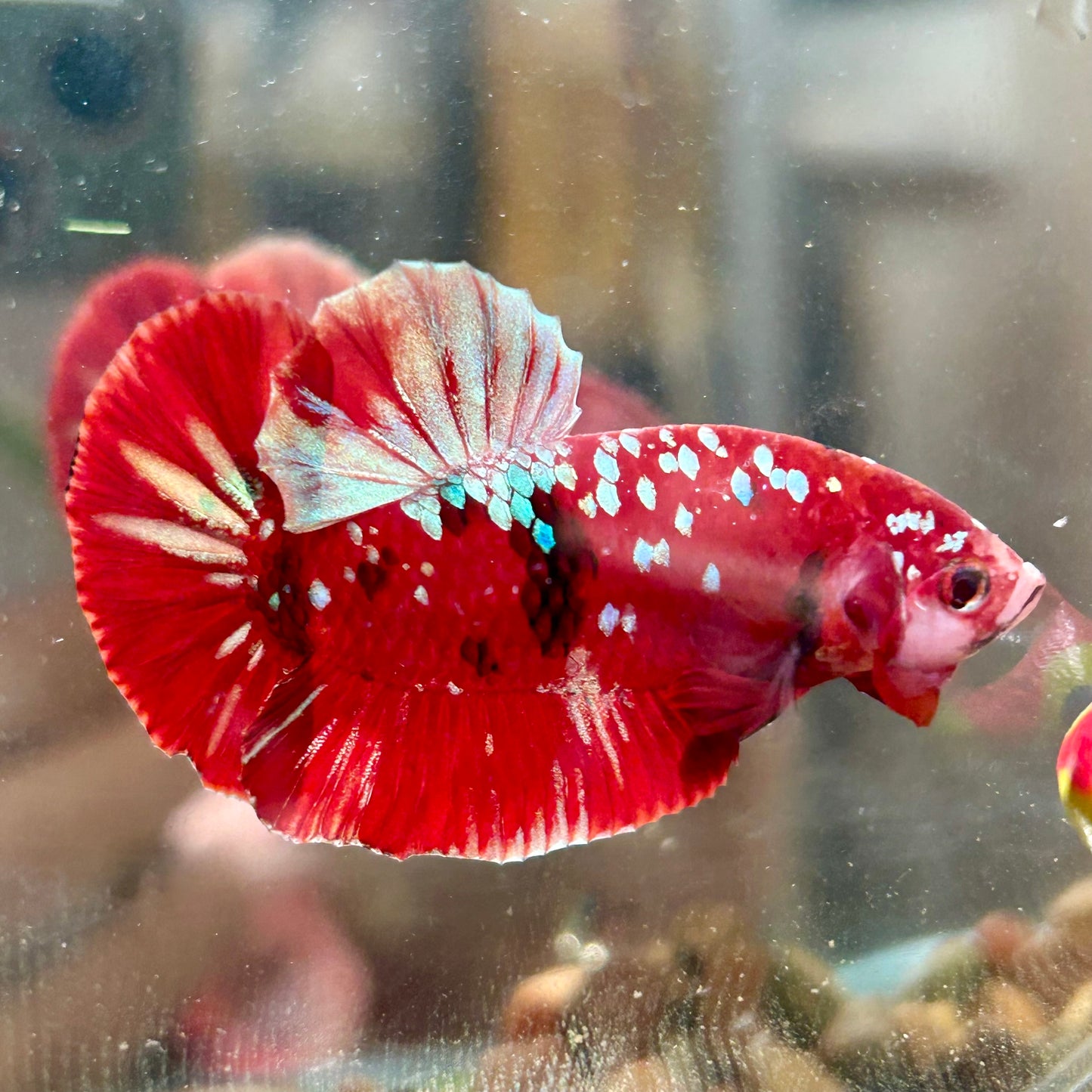 Koi Red Galaxy Gold Plakat - Male Betta 068