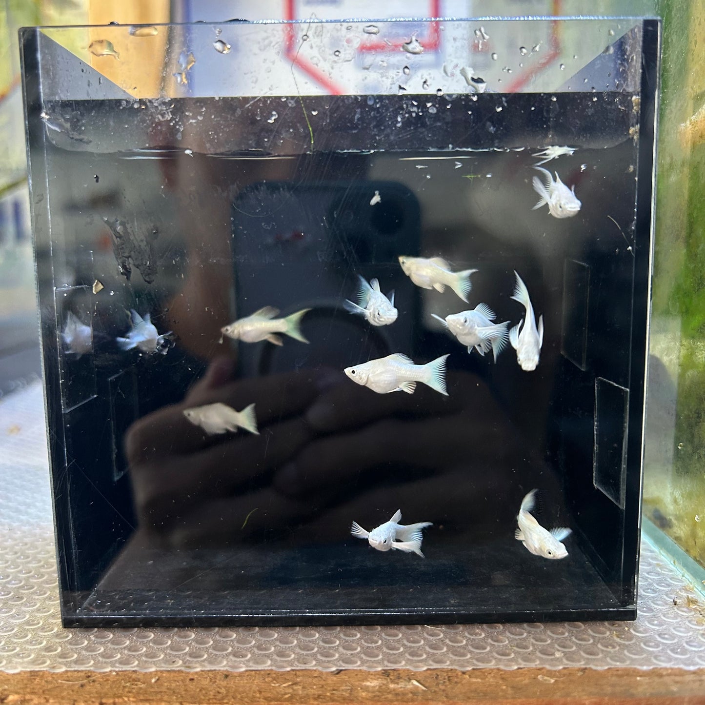 Platinum Lyretail Balloon Molly - Juvenile