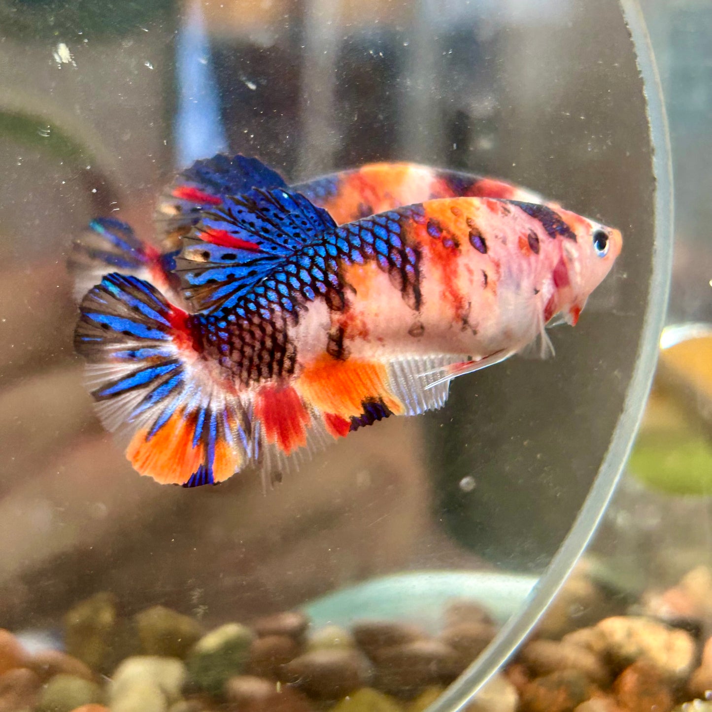 Multicolor Koi Plakat - Female betta 080 Breeder Grade