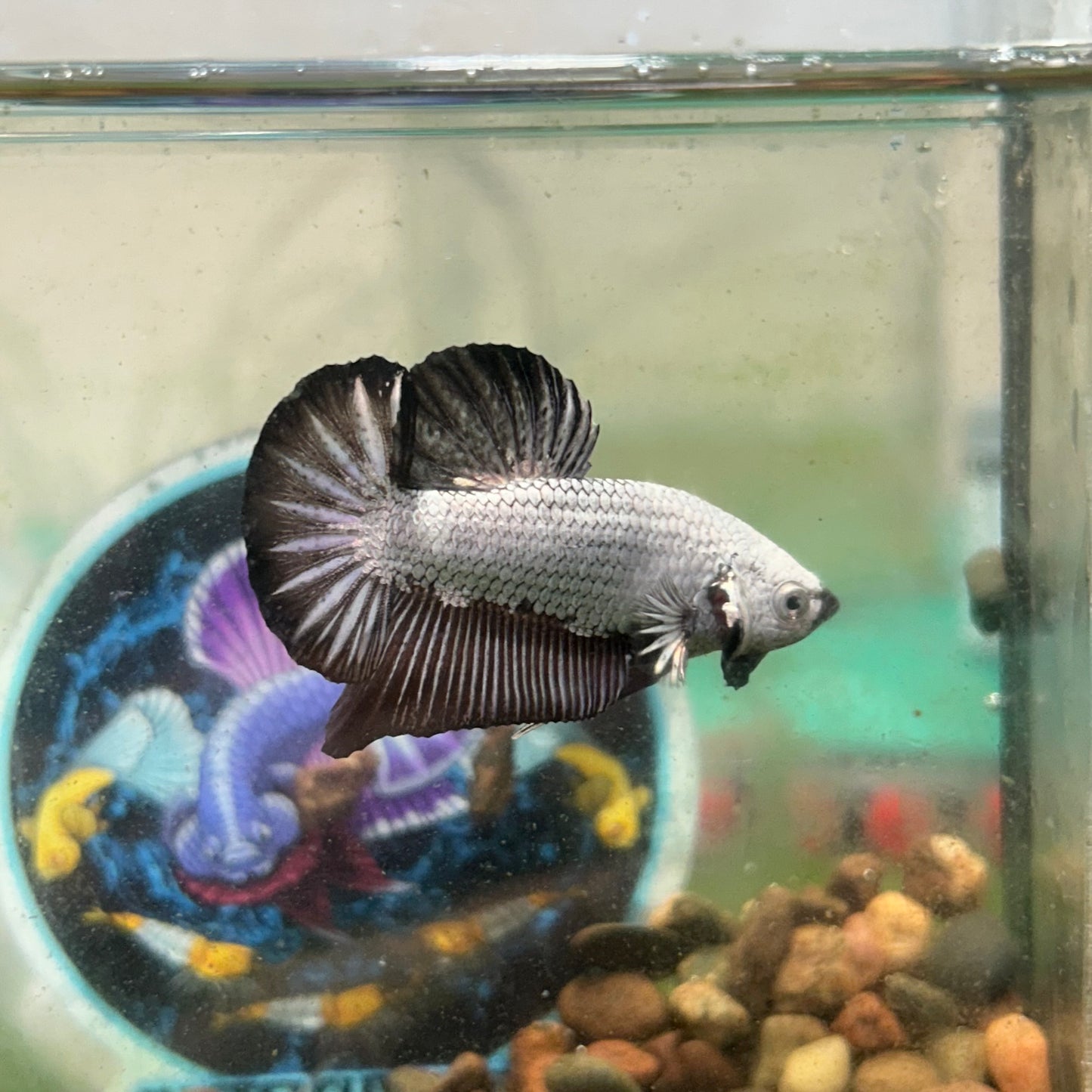Black Dragon Plakat - Male betta 097