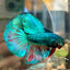 Green Turquoise Halfmoon - Male Betta 067