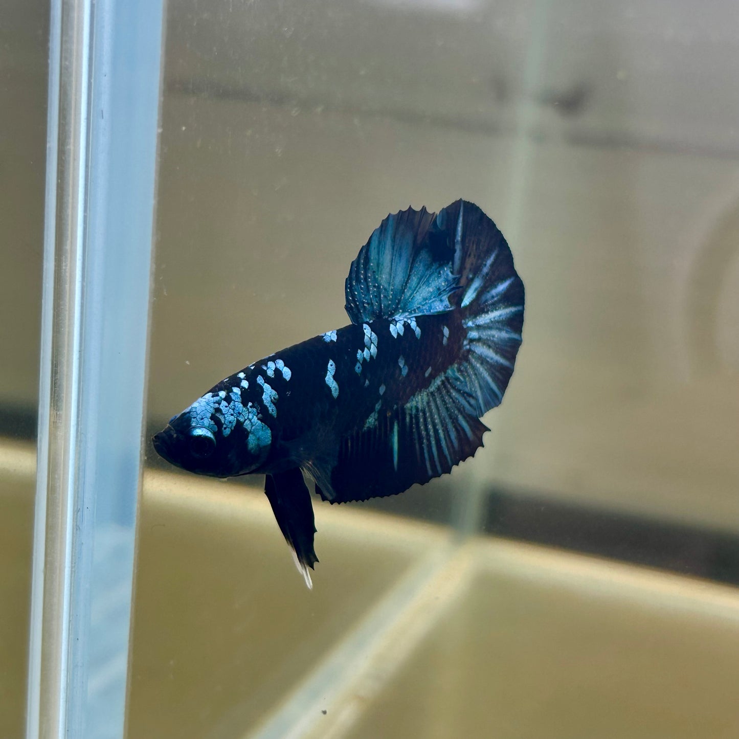 Nebula Blue Avarta Plakat - Male Betta 137