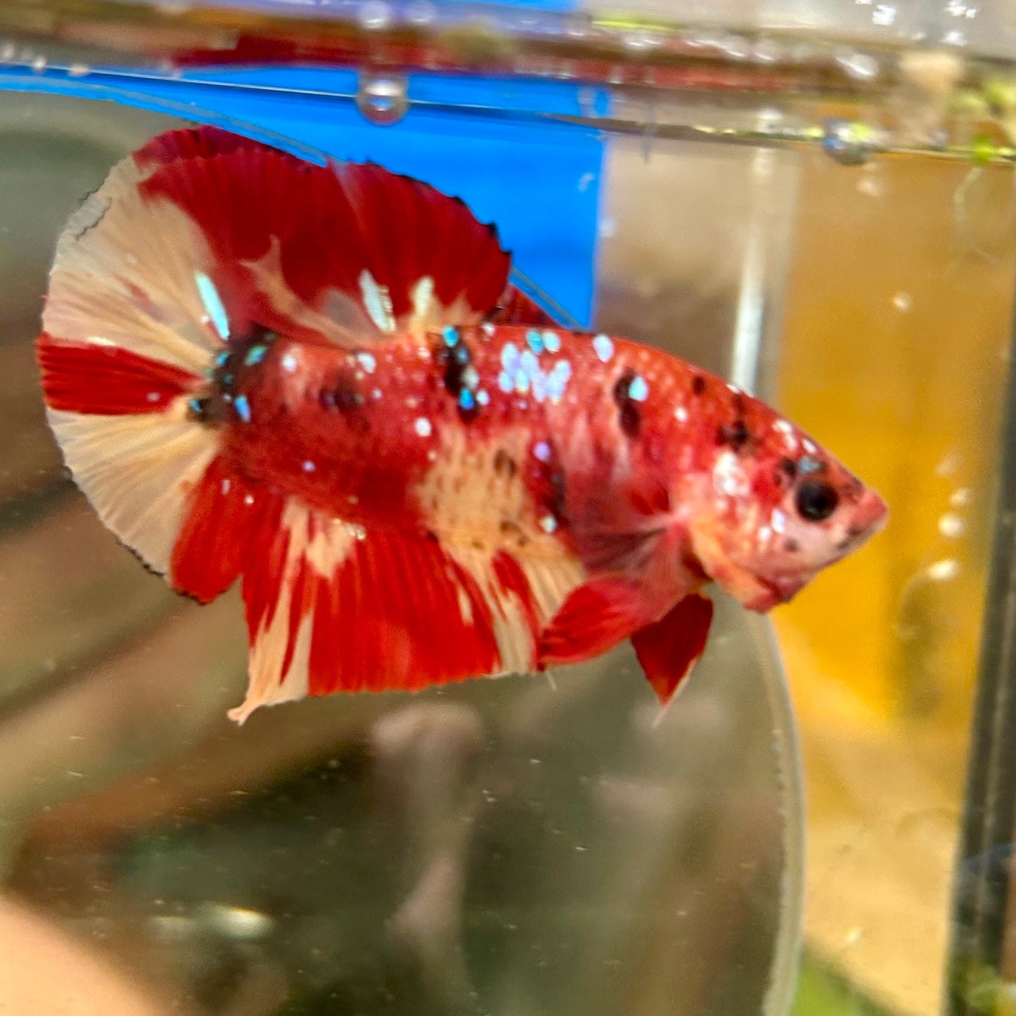 Nemo Koi Galaxy Plakat  - Male Betta 156