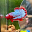 Red Fancy Copper Plakat - Male Betta 120