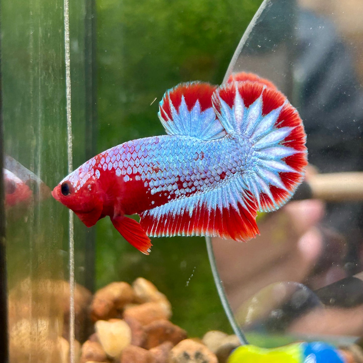 Red Fancy Copper Plakat - Male Betta 120