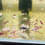 Mixed Dumbo Plakat - Baby Betta