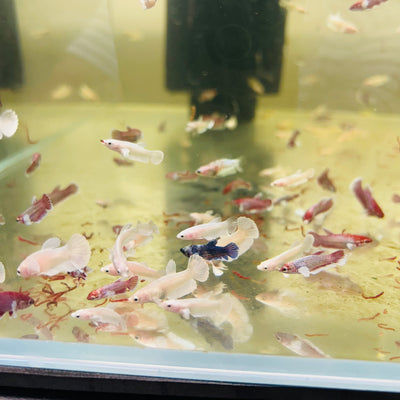 Mixed Dumbo Plakat - Baby Betta