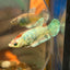 Dumbo koi Neon Plakat - Female Betta 062