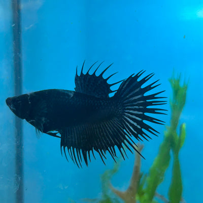 Betta Female Crowntail Black Orchid King #165