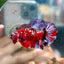 Red Copper Galaxy Plakat - Male Betta 118