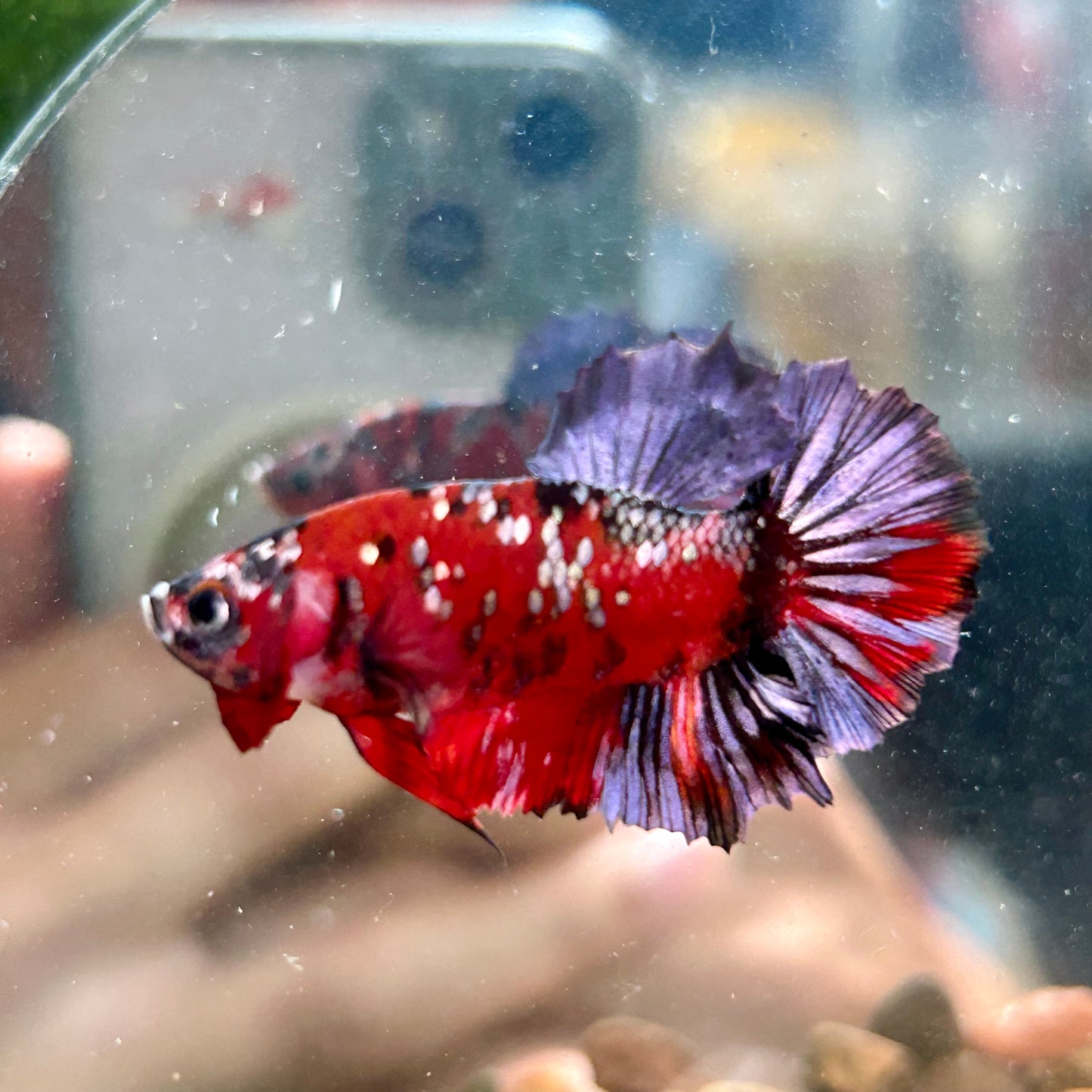 Red Copper Galaxy Plakat - Male Betta 118