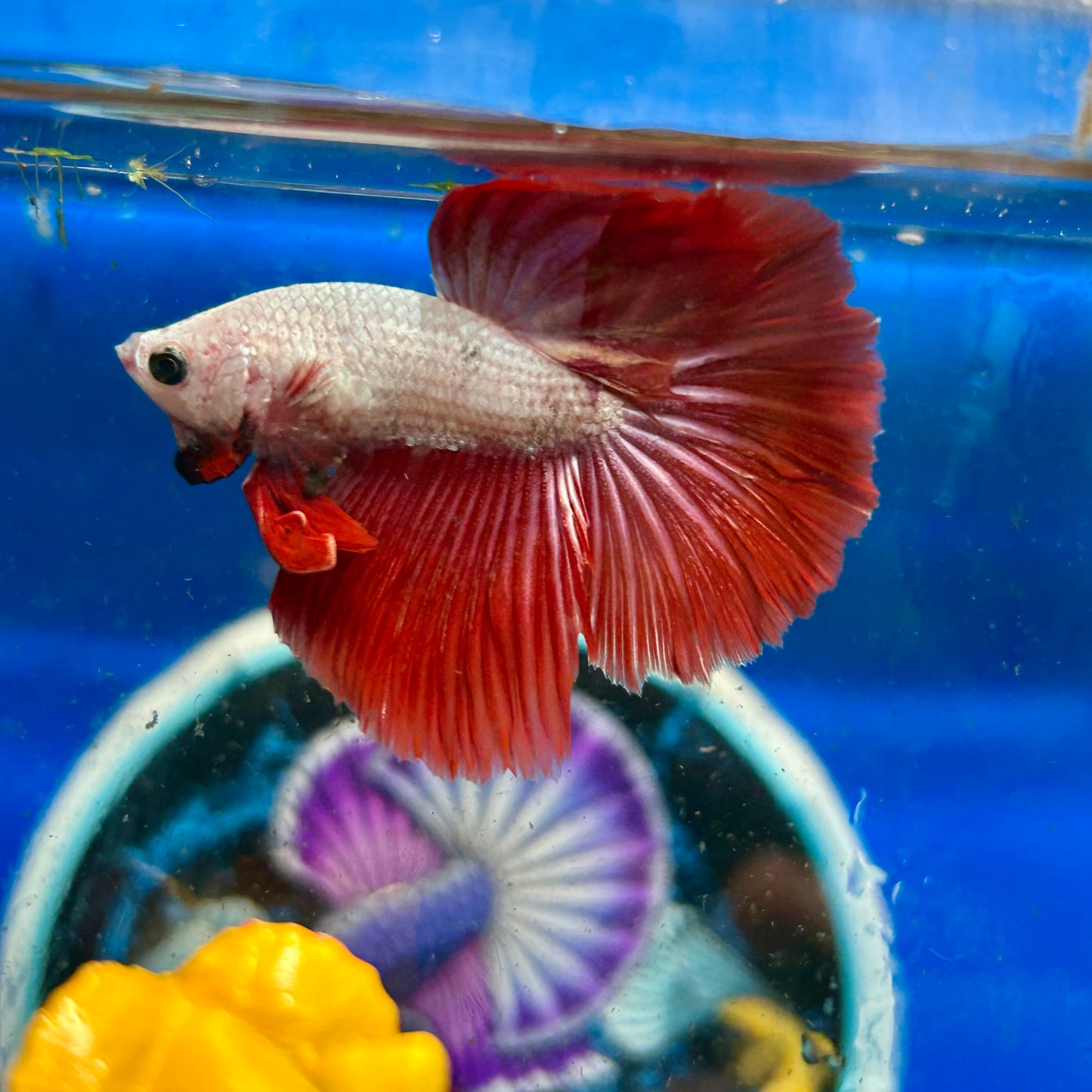 Red Dragon Halfmoon - Male Betta 021