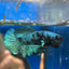 Avarta Turquoise Plakat - Male Betta 068 - Homebred