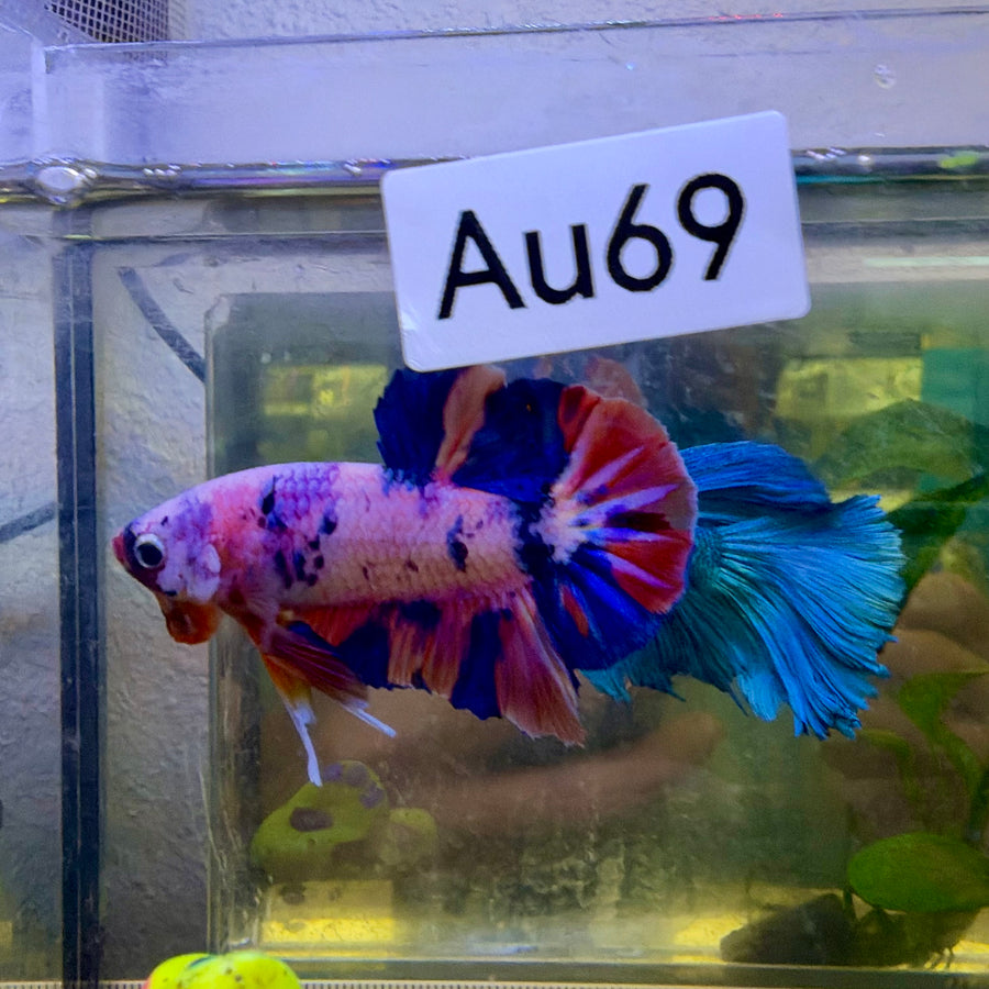 Plakat Koi Purple White Candy Male Betta #Au69
