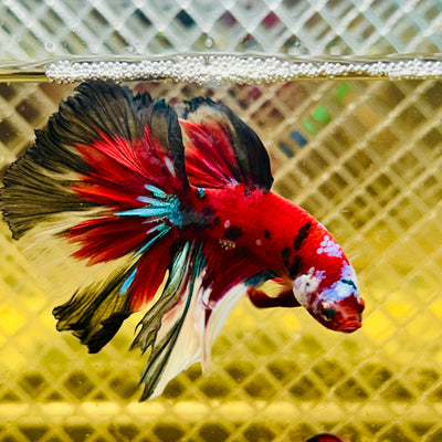 Halfmoon Red Koi Galaxy - Male Betta #127