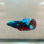 Plakat Female Betta Black Blue Avarta #79