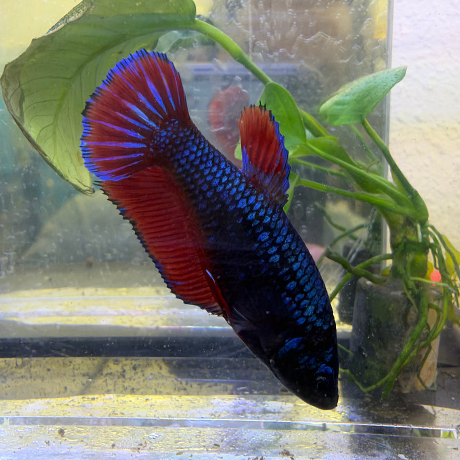 Plakat Avatar Vampire Female Betta #Ma36