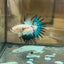 AOC Metallic Crowntail - Male Betta 152