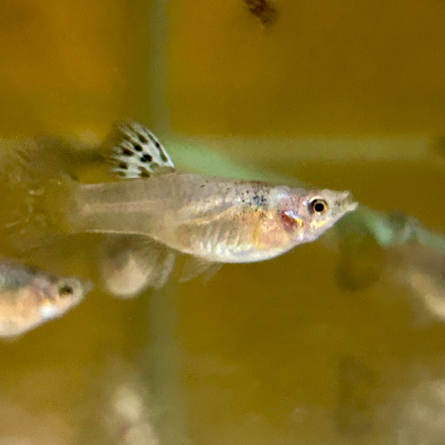 Yellow King Cobra Guppy