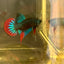 Wild Imbellis Green - Male Betta 171