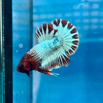 Betta Male Plakat Red Fancy Copper #J06