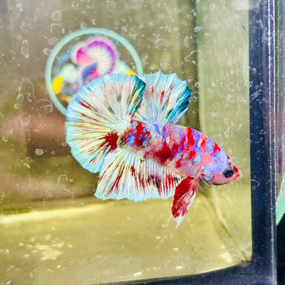 Red Koi Barongsai Plakat - Male betta 163
