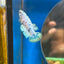 Blue Marble Dot Plakat - Female betta 116