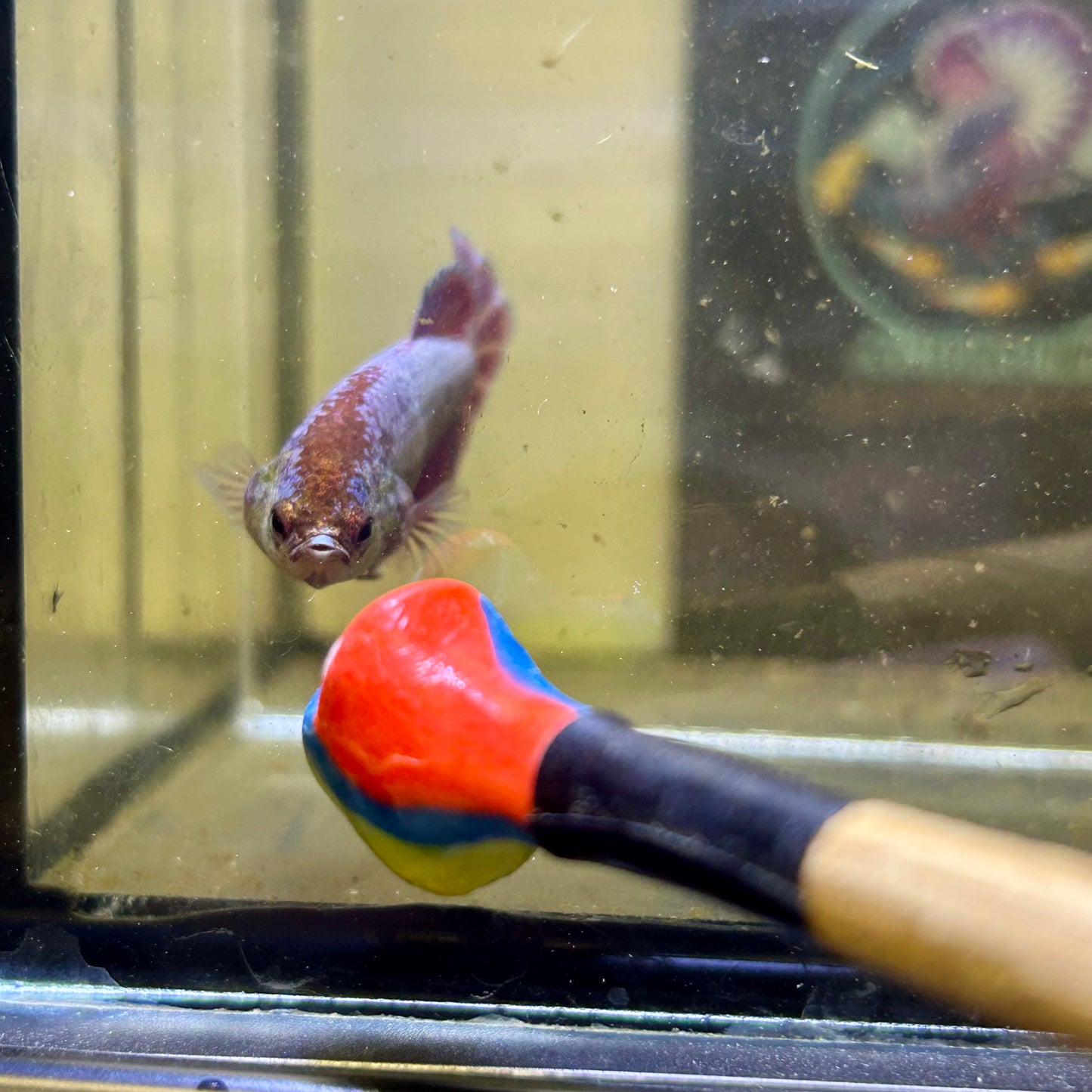 Purple Pink Plakat - Female betta 033