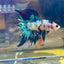 Multicolor Koi Halfmoon - Male Betta 138