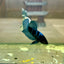 Blacklight Avarta Plakat - Male Betta 014