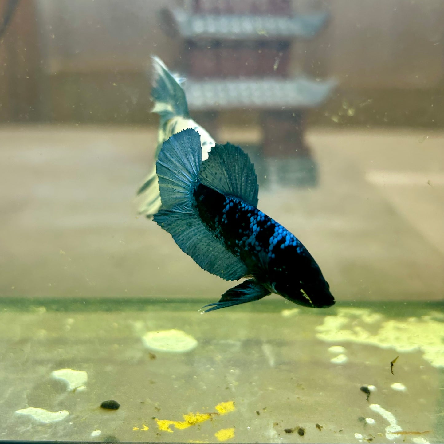 Blacklight Avarta Plakat - Male Betta 014