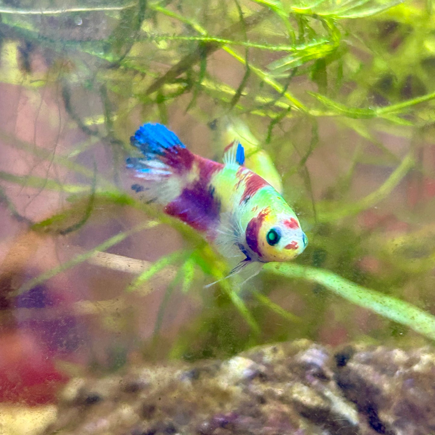 Koi Neon Plakat - Female Betta