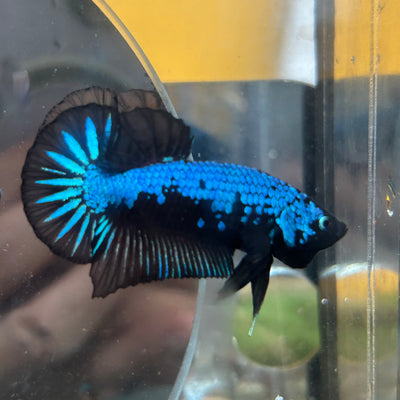 Blue Samurai Plakat - Male Betta 020