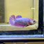 Purple Pink Plakat - Female betta 033