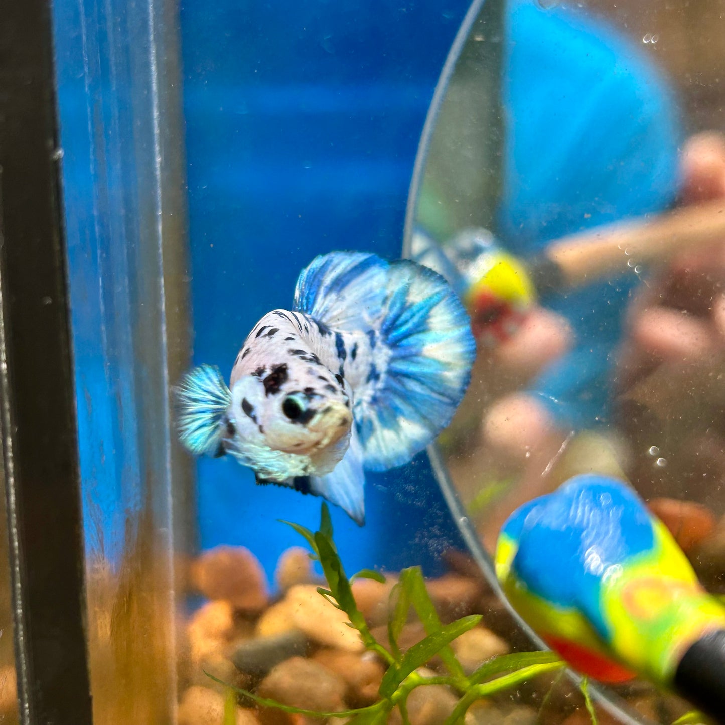 Blue Marble Dot Plakat - Male betta 015