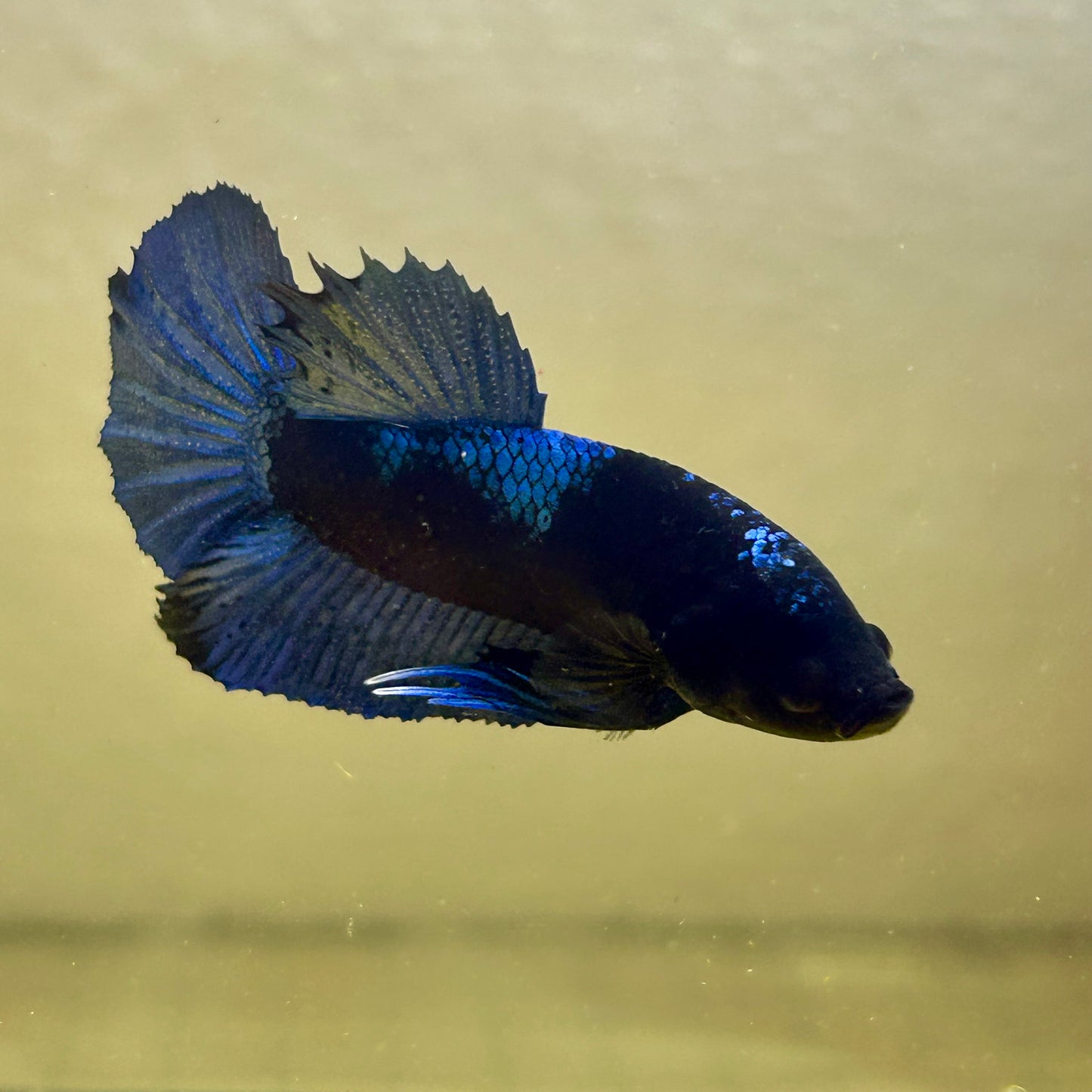 Blacklight Avarta Plakat - Male Betta 146