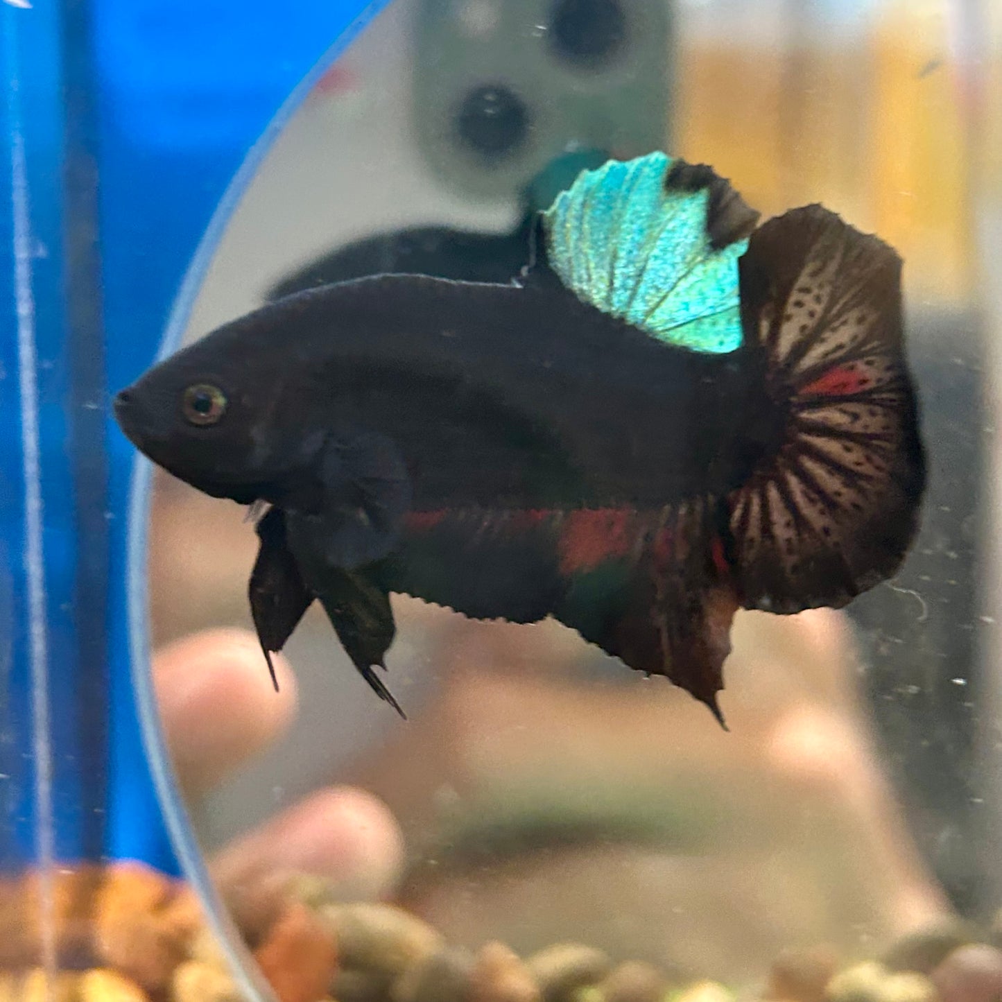 Blacklight Avarta Plakat - Male Betta 052