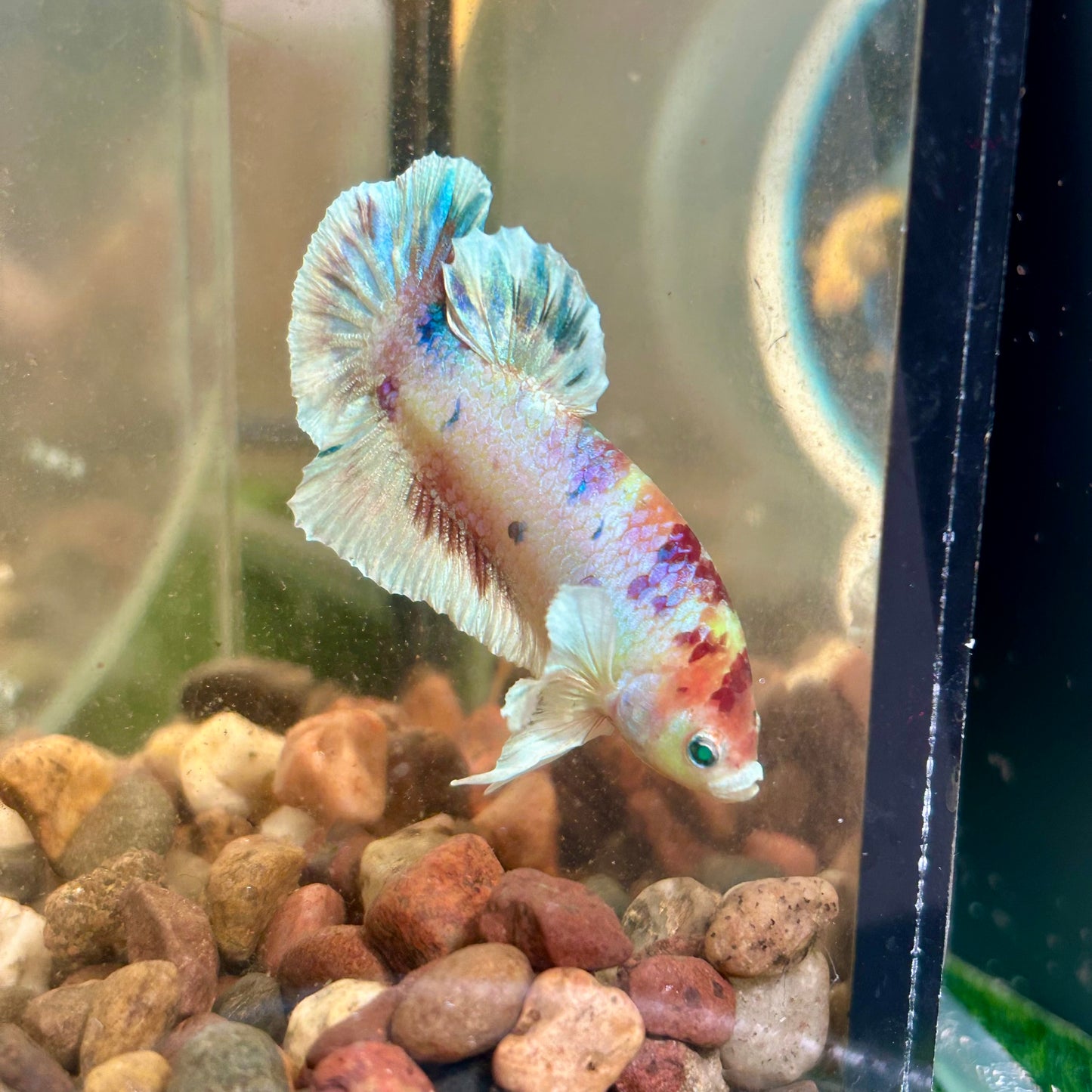 Dumbo Koi Neon Plakat - Male Betta 026