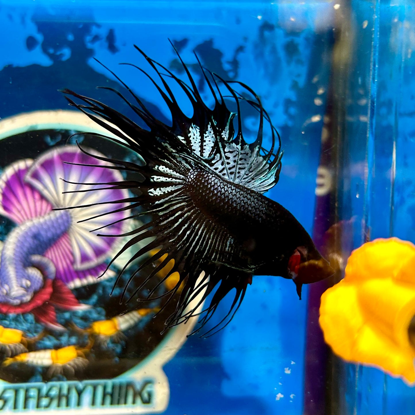 Black Orchid Crowntail - Male Betta 058