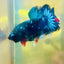 Plakat Avarta Nebula Male Betta #185