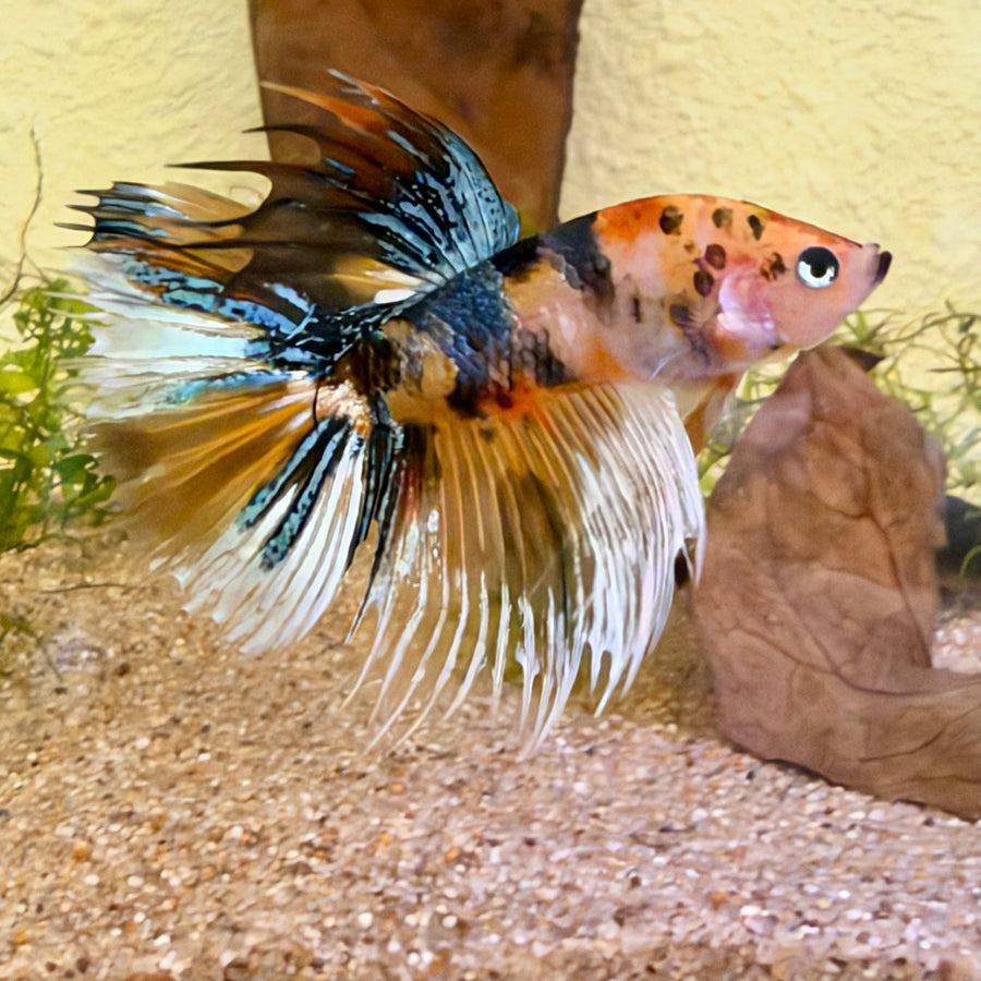 Crowtail Koi Multicolor Male Betta #Jul18