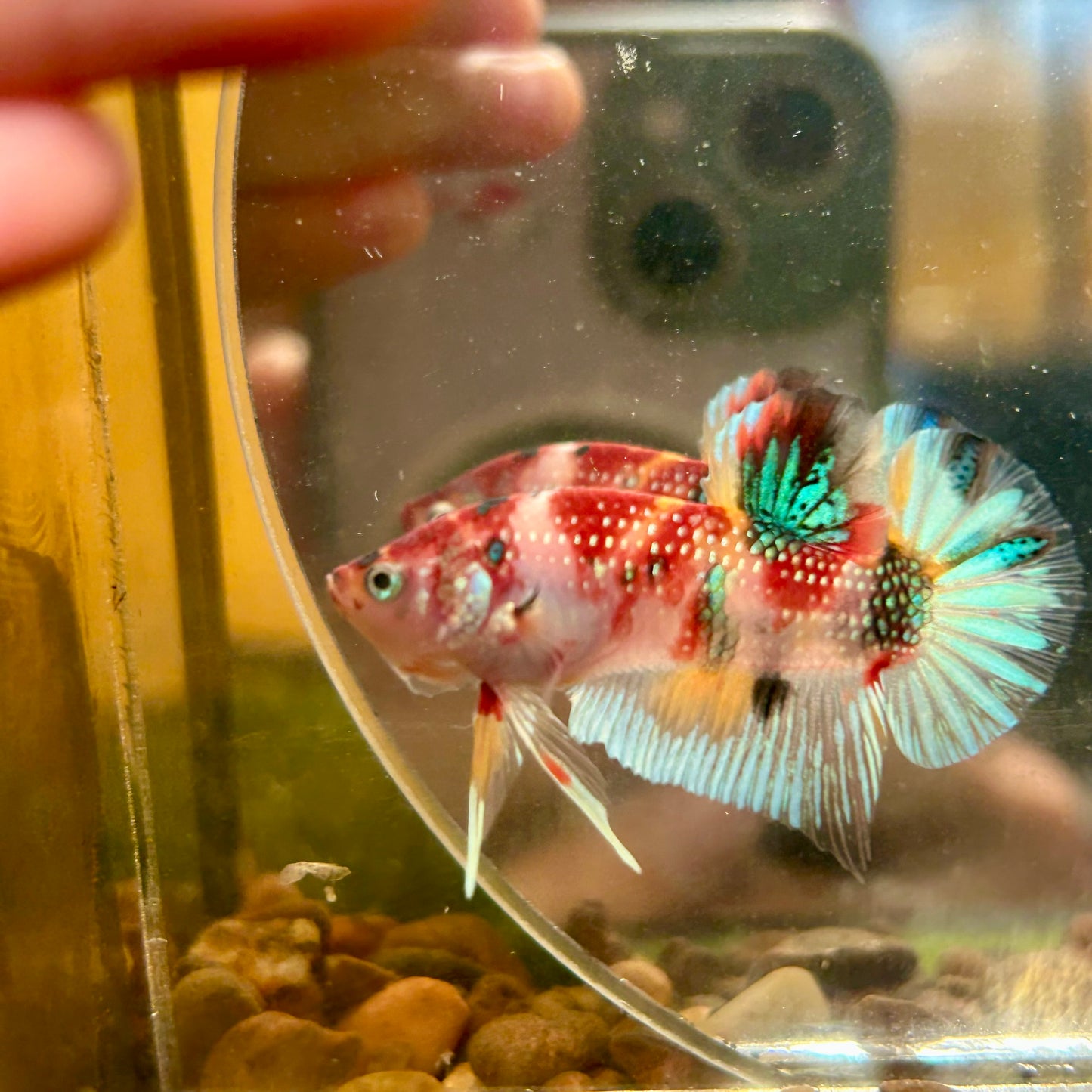 Multicolor Koi Metallic Plakat - 122