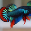 Wild Imbellis Blue - Male Betta